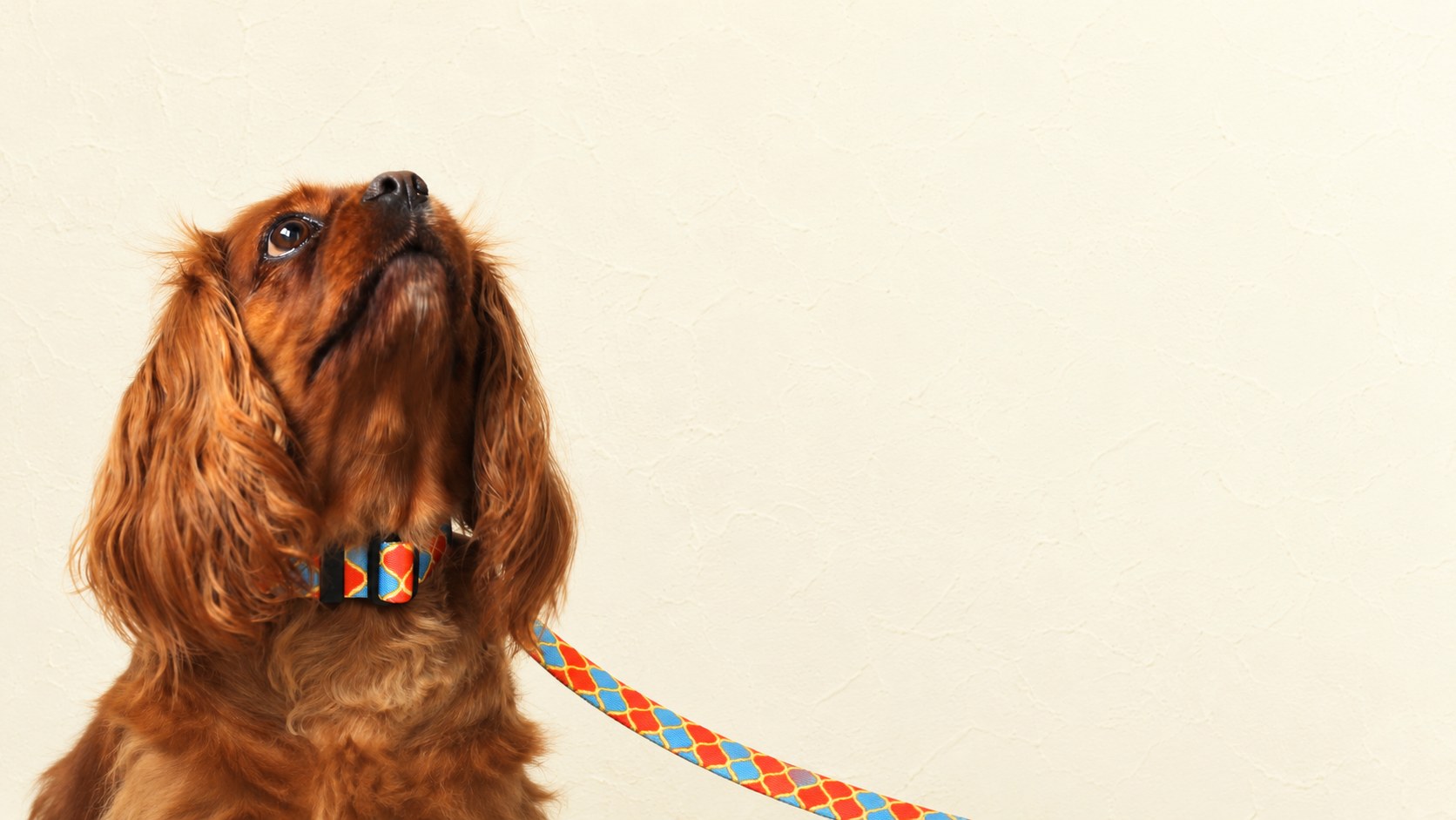 Polyester Webbing リード＆首輪と愛犬
